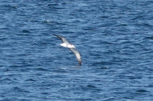 Streaked Shearwater - ML645324649