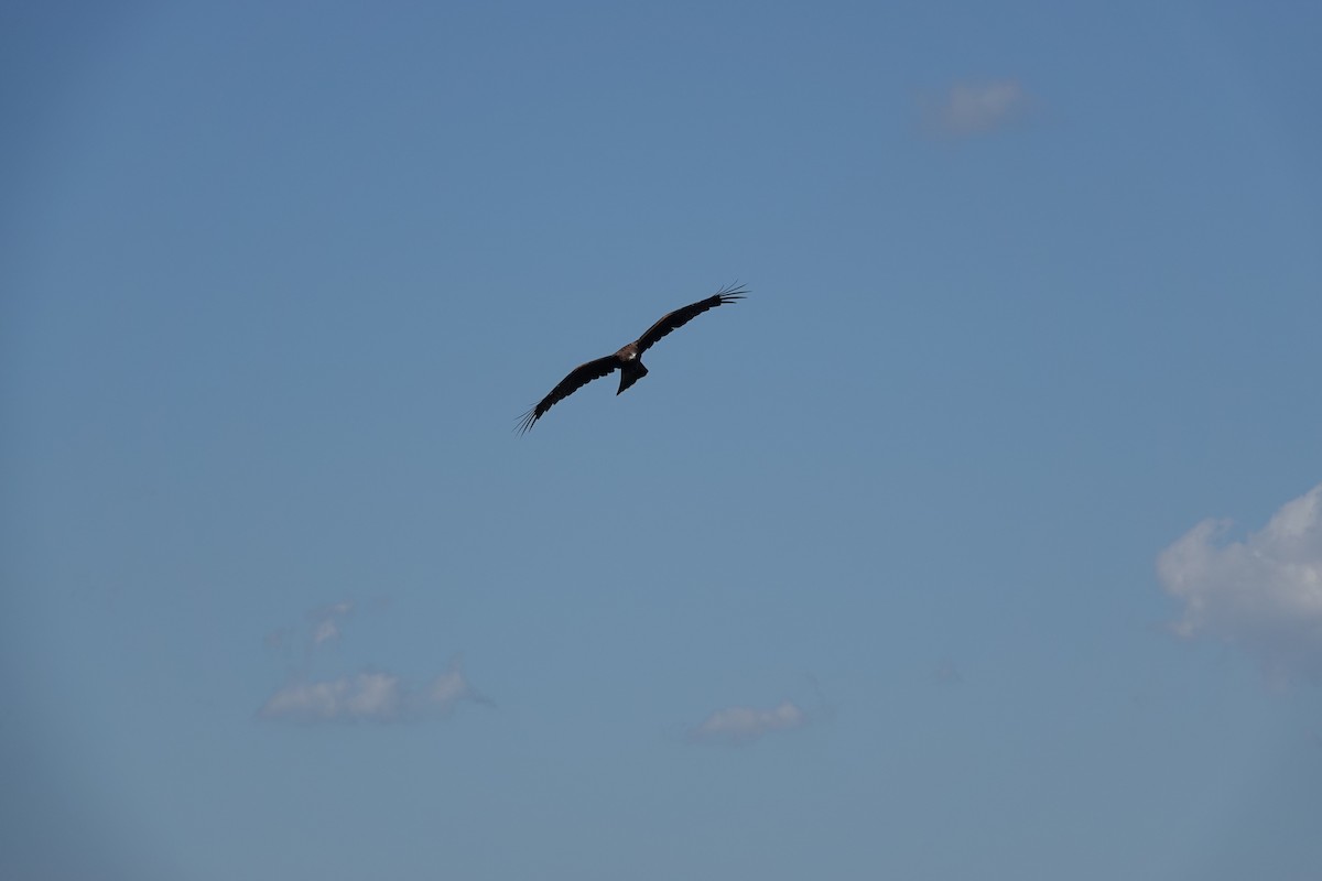 Black Kite - ML645324659