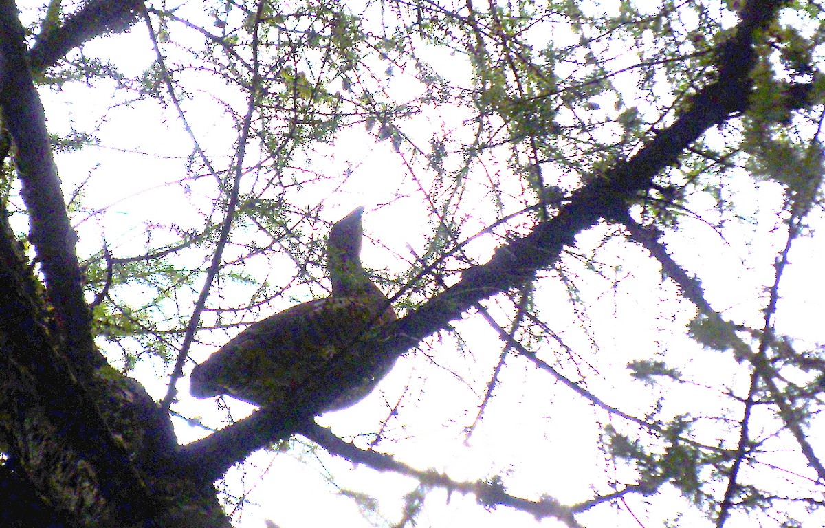 Western Capercaillie - ML645324660