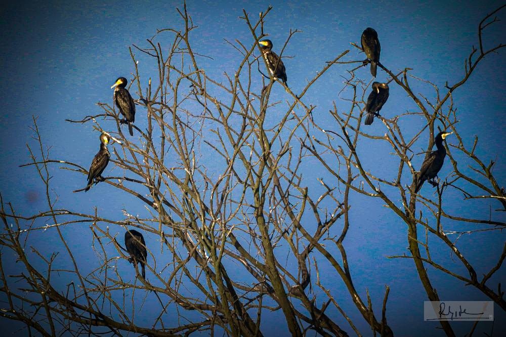 kormorán velký - ML645324664