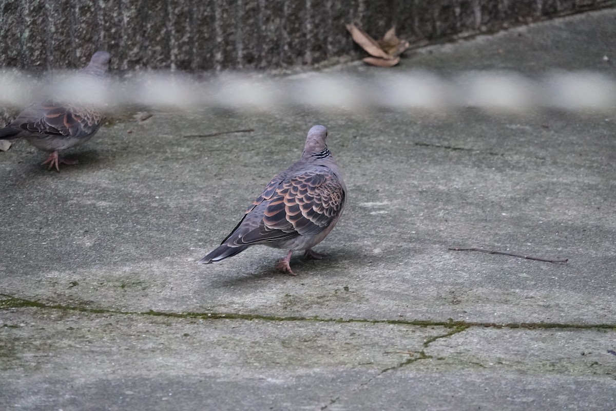 Oriental Turtle-Dove - ML645324666