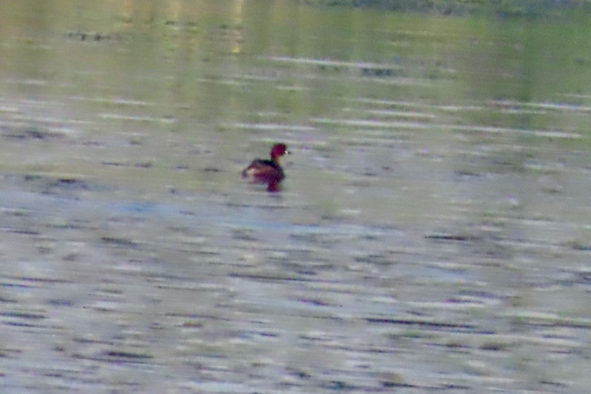 Little Grebe - ML645324668