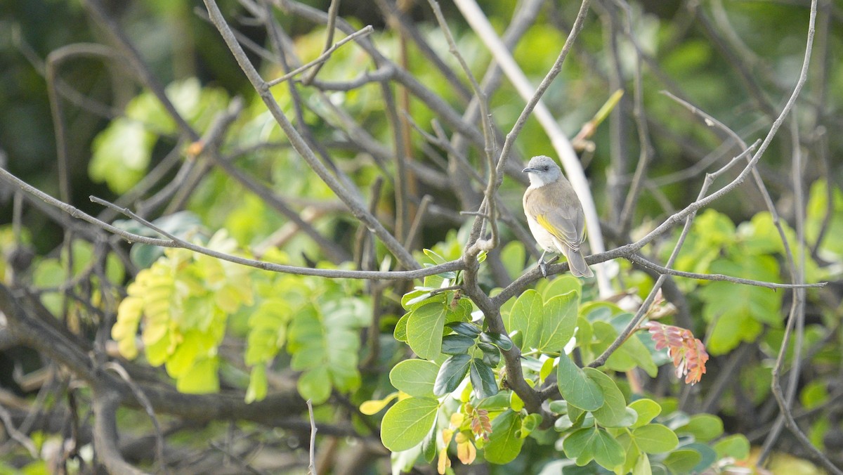 Rufous-banded Honeyeater - ML645324679
