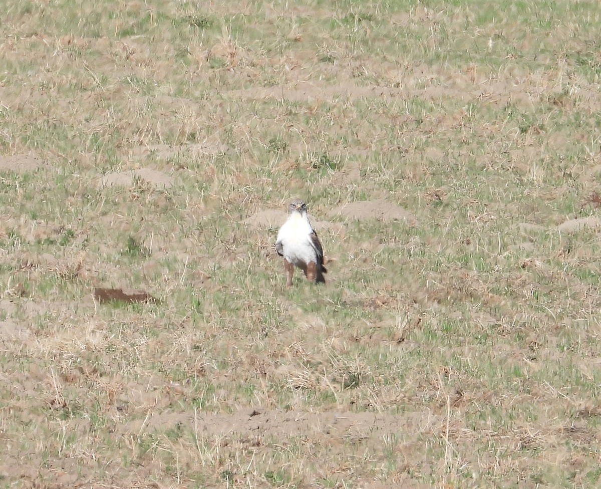 Ferruginous Hawk - ML645324690