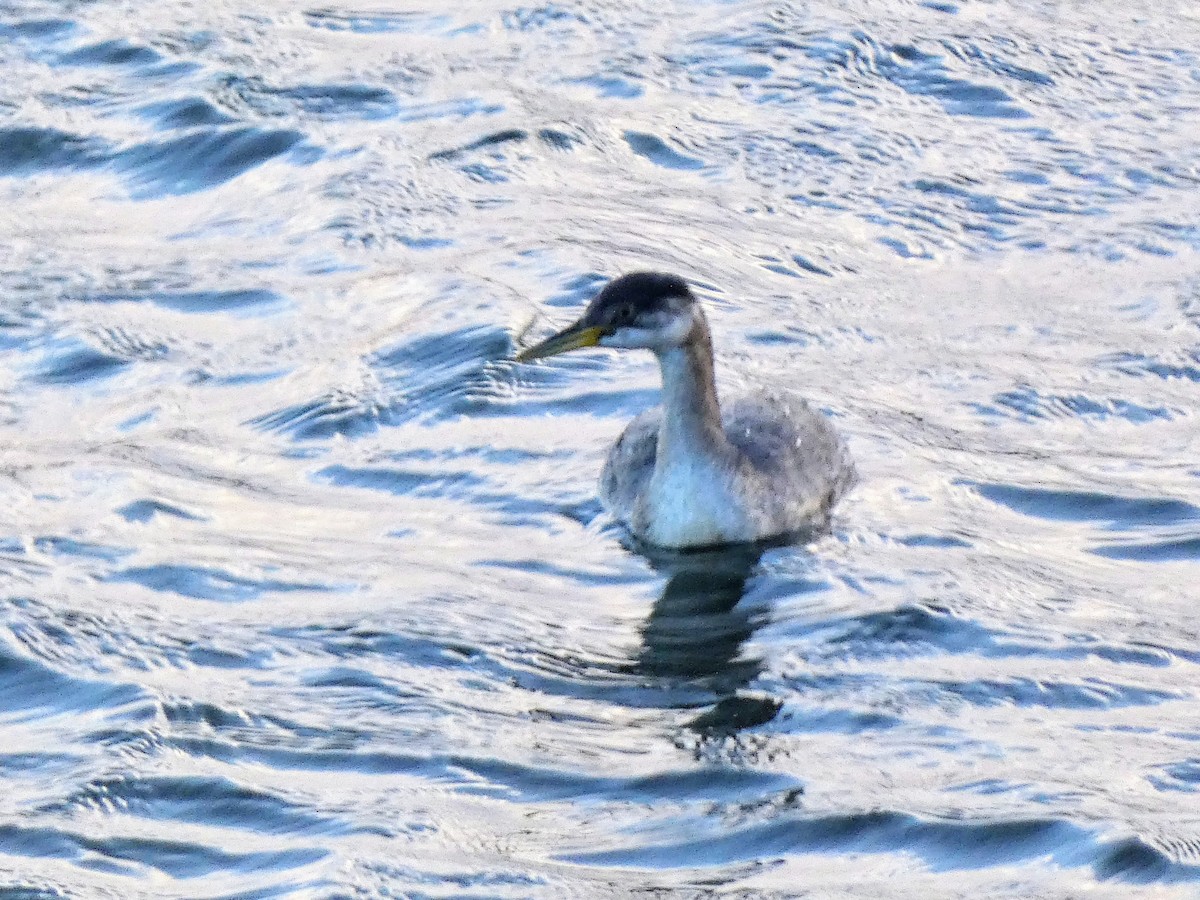 Буурал шунгуур - ML645324694