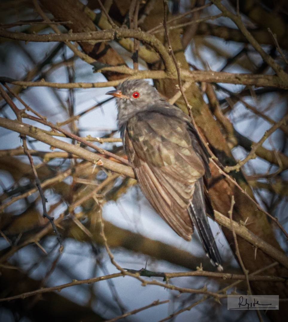 Coucou à tête grise - ML645324703
