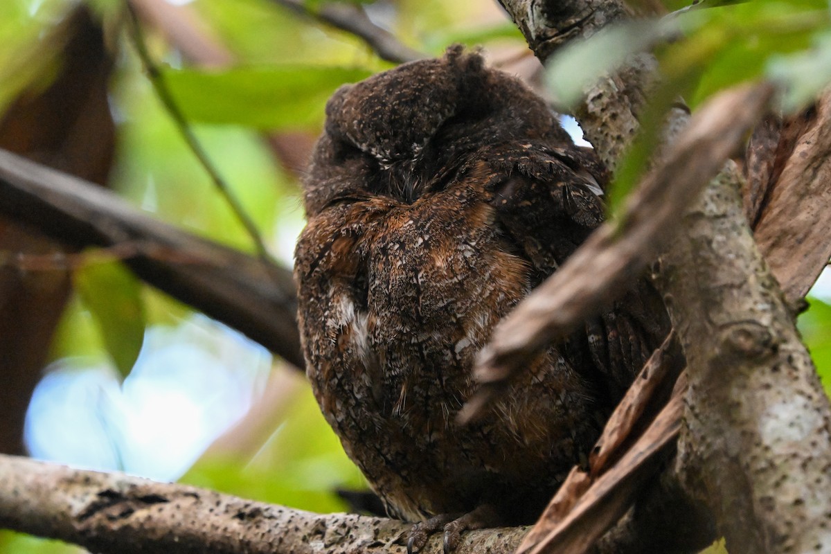 Madagascar Scops-Owl (Rainforest) - ML645324704