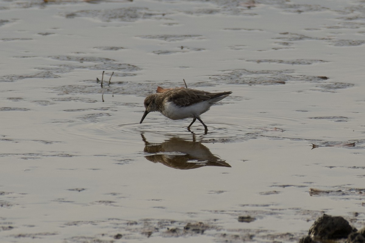 Semipalmated Sandpiper - ML645324709