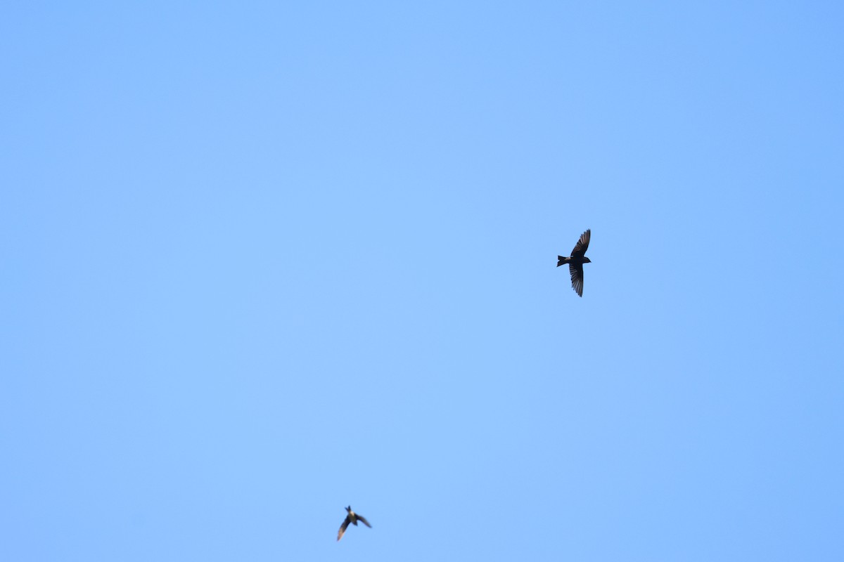 Purple Martin - ML645324710