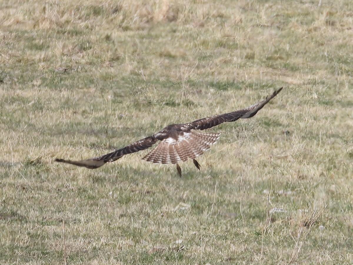 Red-tailed Hawk - ML645324724