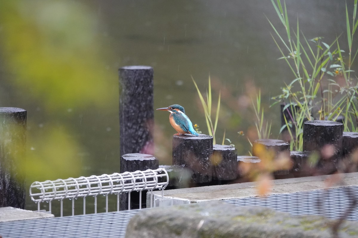 Common Kingfisher - ML645324736