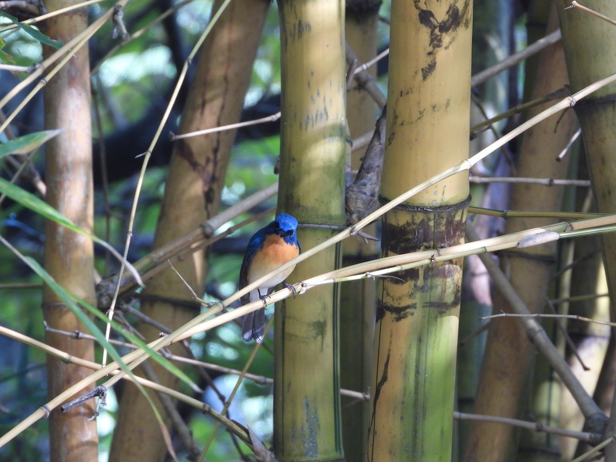 Tickell's Blue Flycatcher - ML645324737