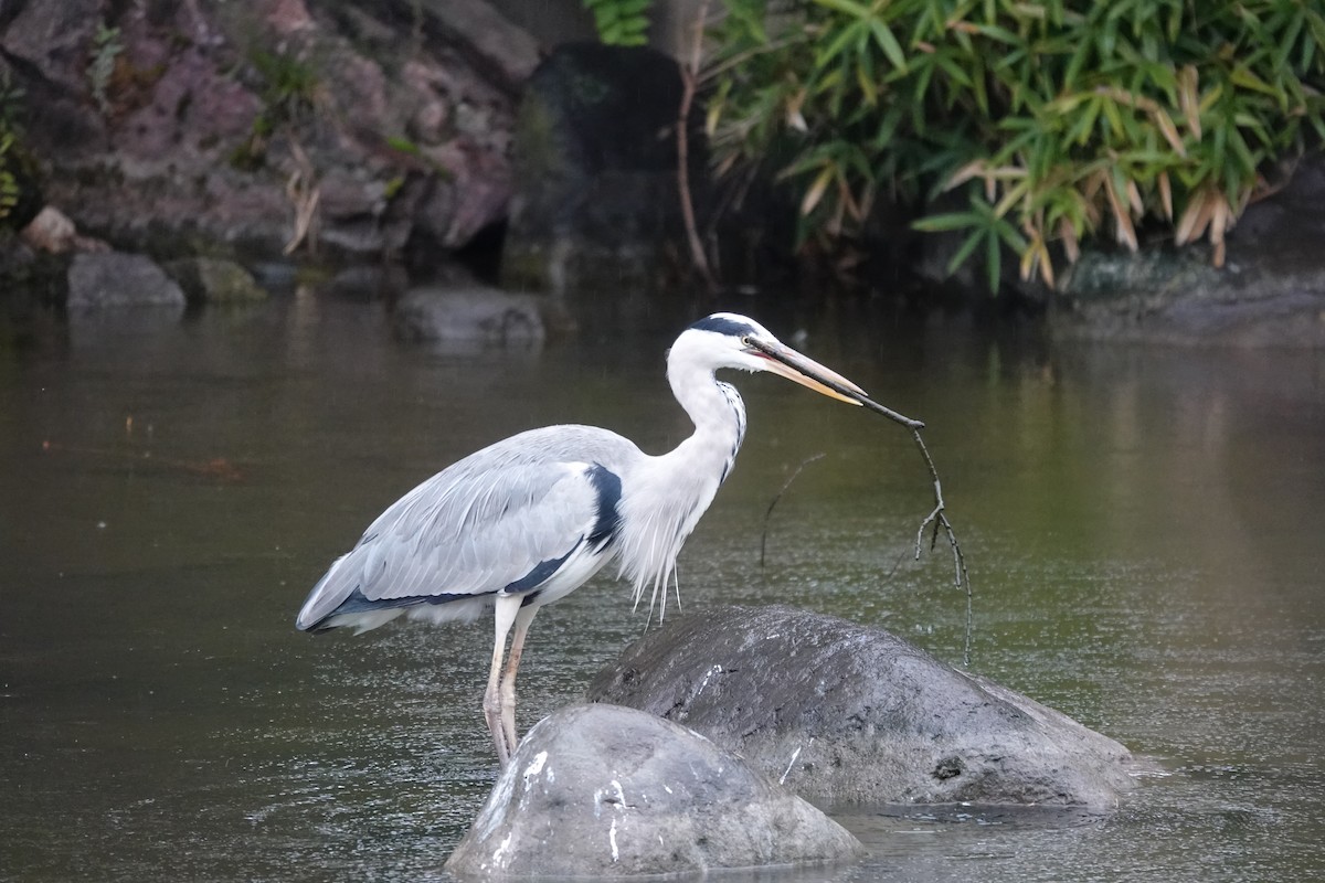 Gray Heron - ML645324741