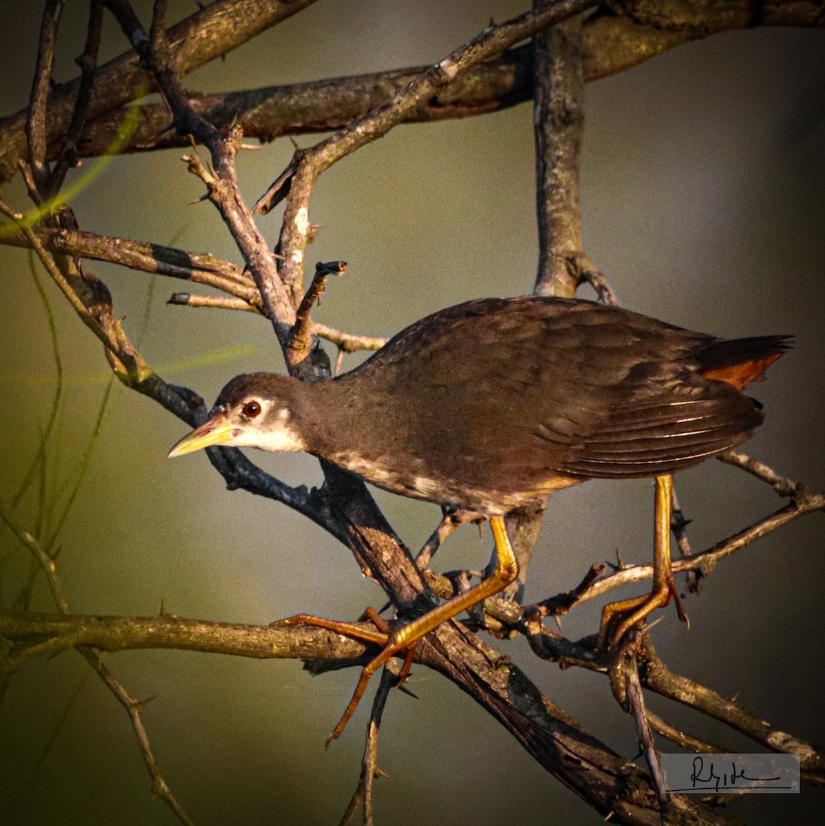 chřástal běloprsý - ML645324742