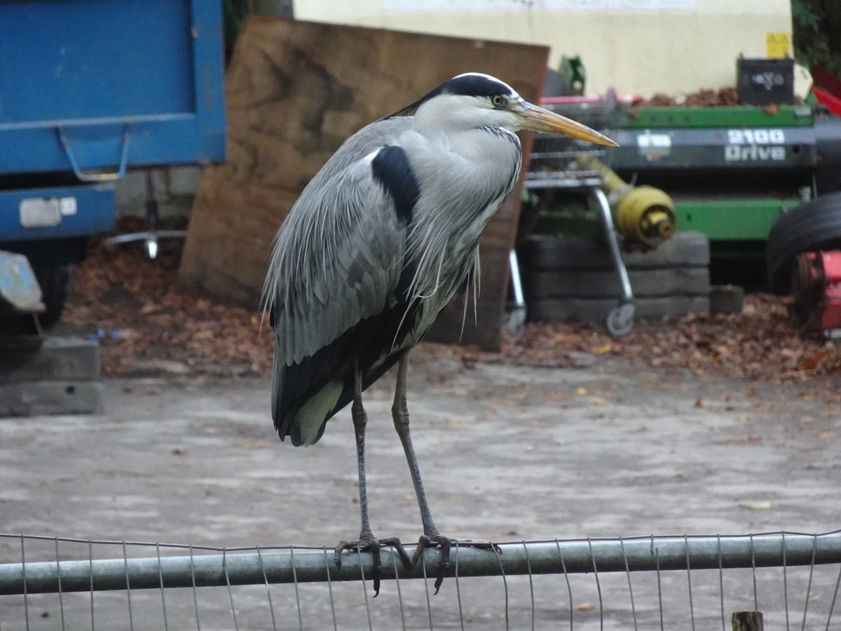 Gray Heron - ML645324747