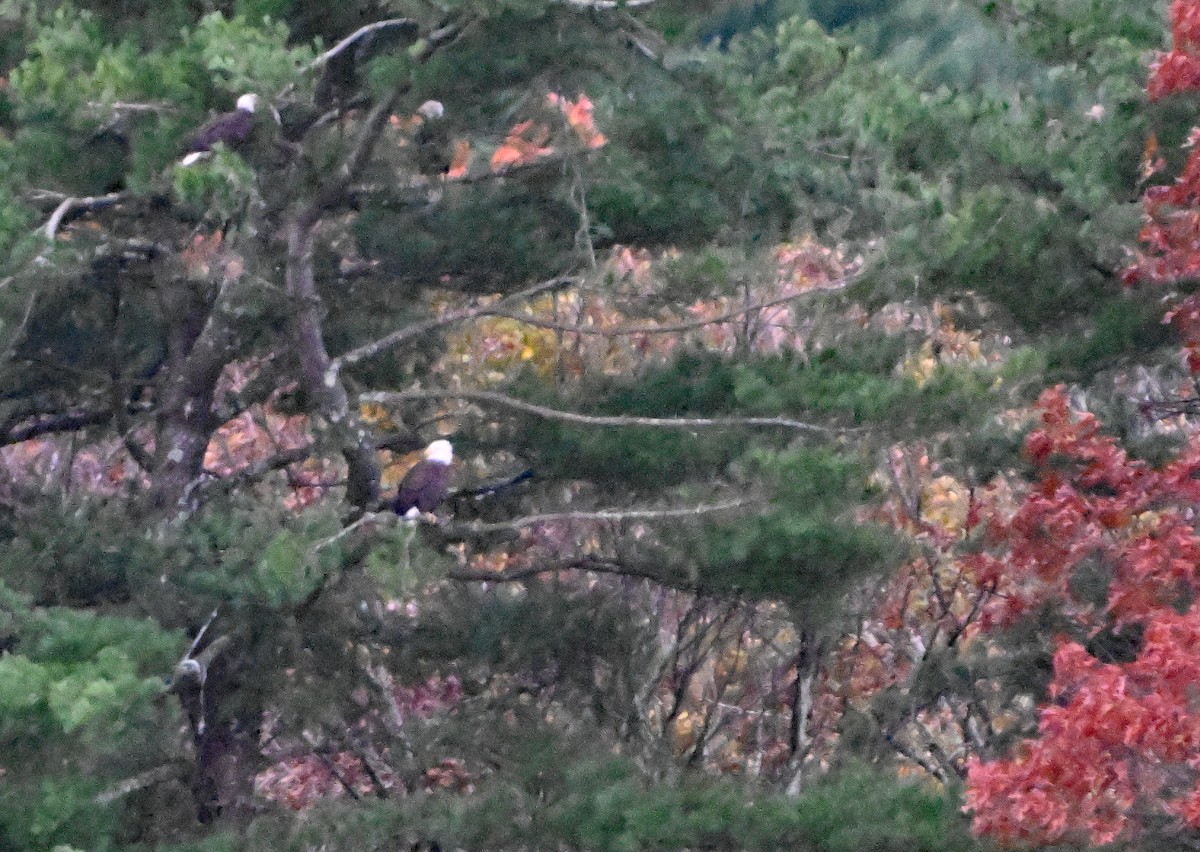 Pygargue à tête blanche - ML645324748