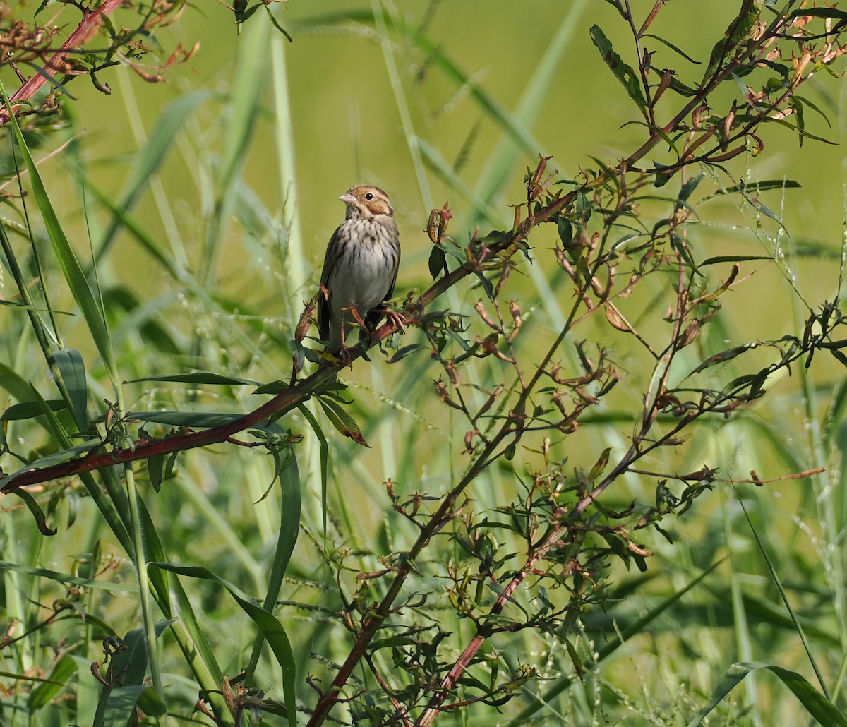 Little Bunting - ML645324750