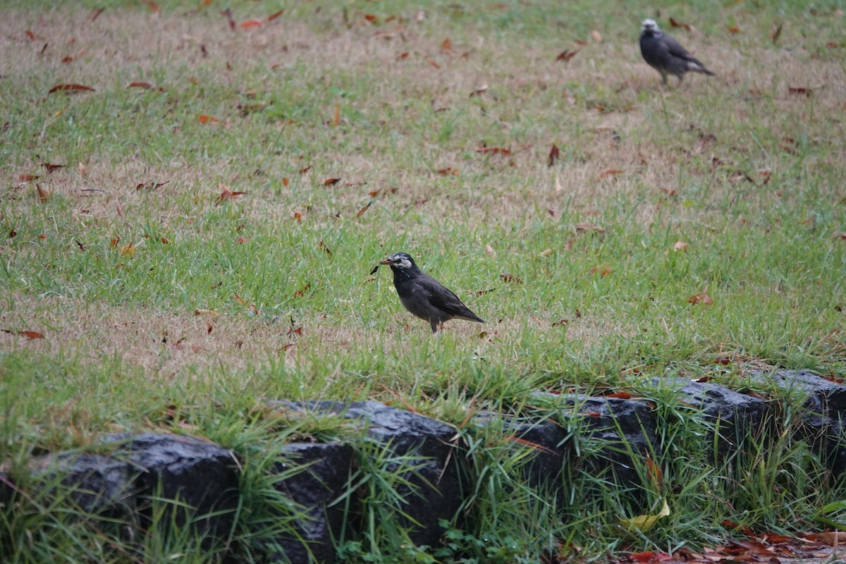 White-cheeked Starling - ML645324752