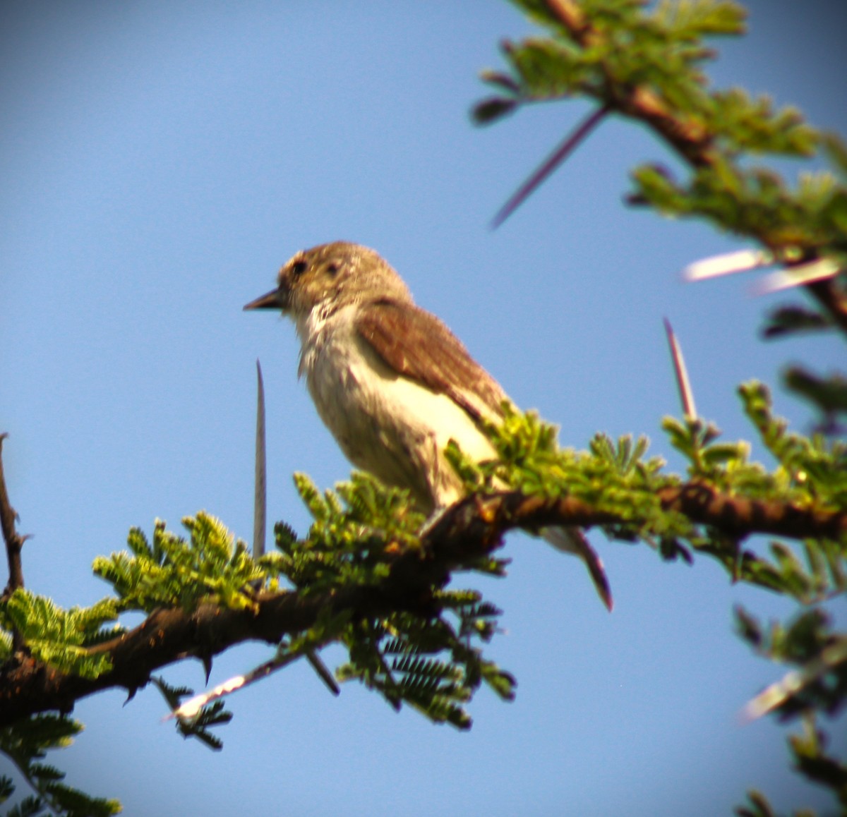 Mouse-colored Penduline-Tit - ML645324753