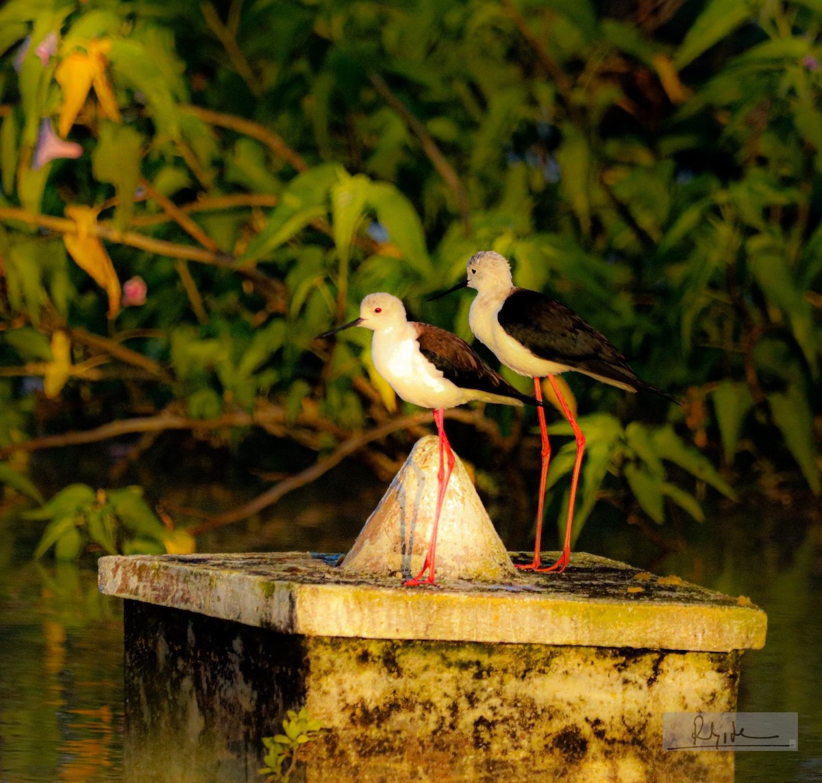 pisila čáponohá - ML645324760