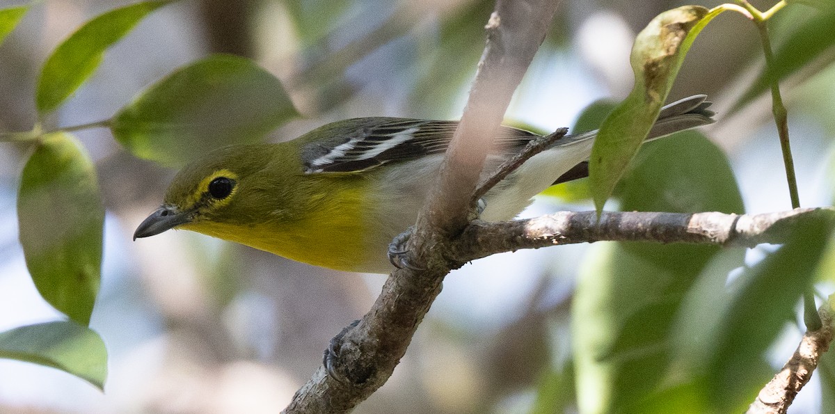 Yellow-throated Vireo - ML645324763