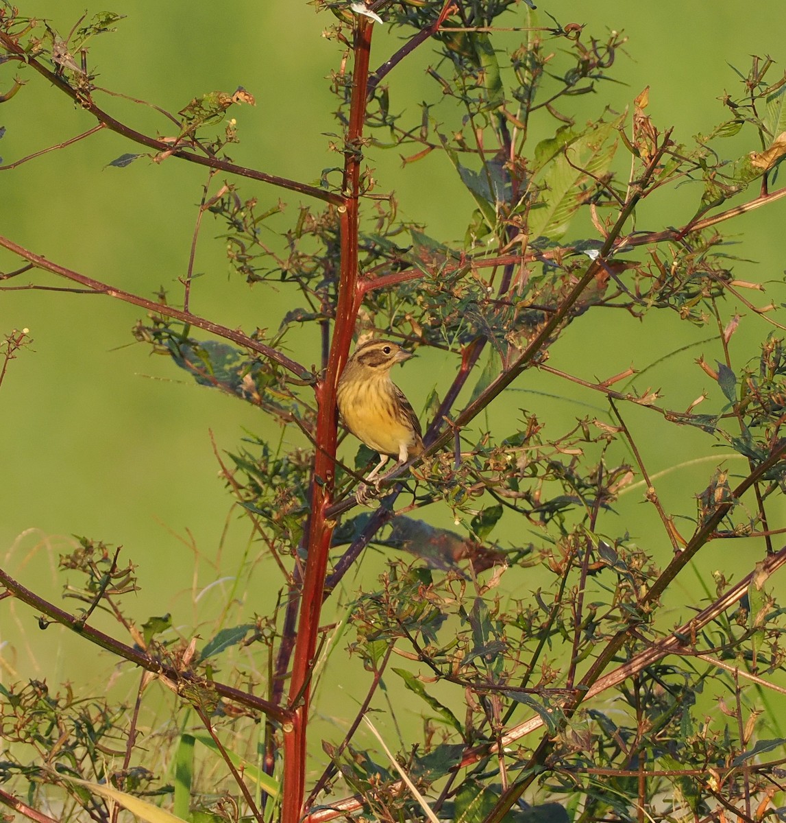 strnad obojkový - ML645324765