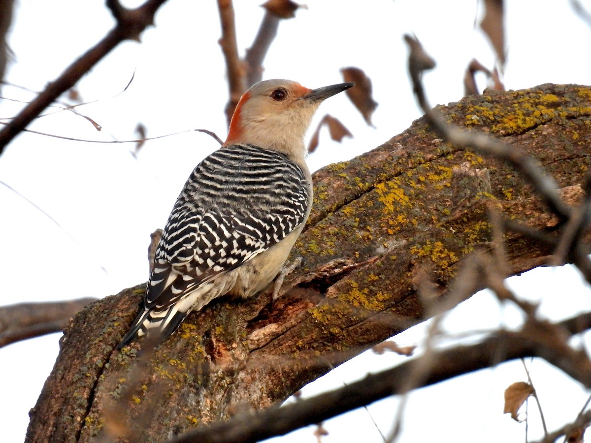 Red-bellied Woodpecker - ML645324776