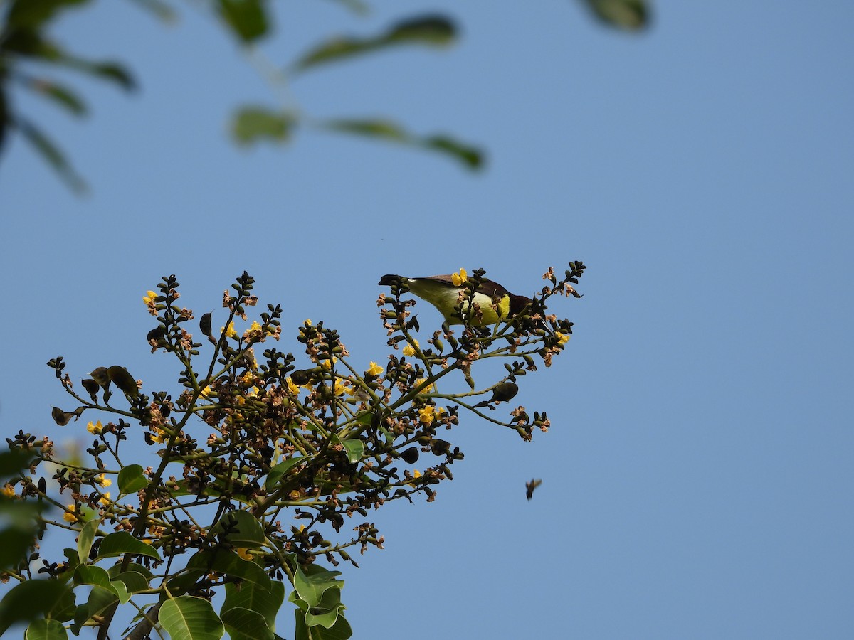 Purple-rumped Sunbird - ML645324777