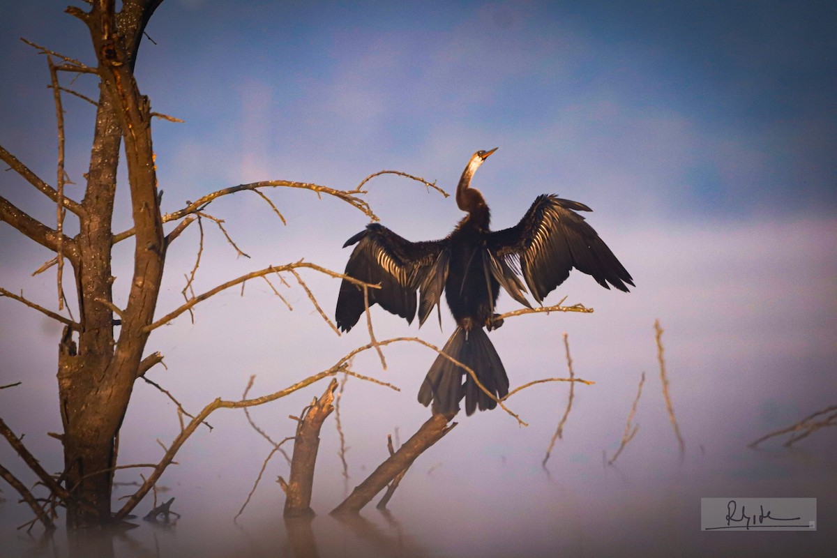 Oriental Darter - ML645324781