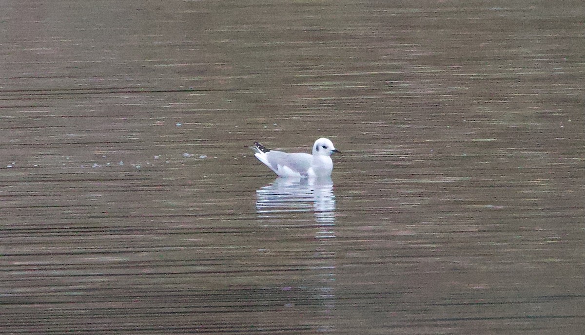 Bonaparte's Gull - ML645324784