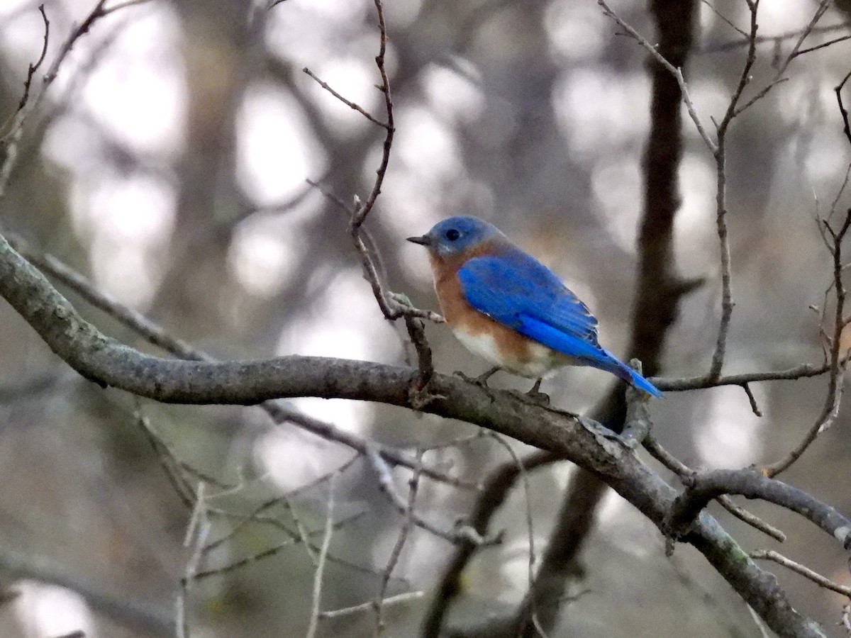Eastern Bluebird - ML645324785
