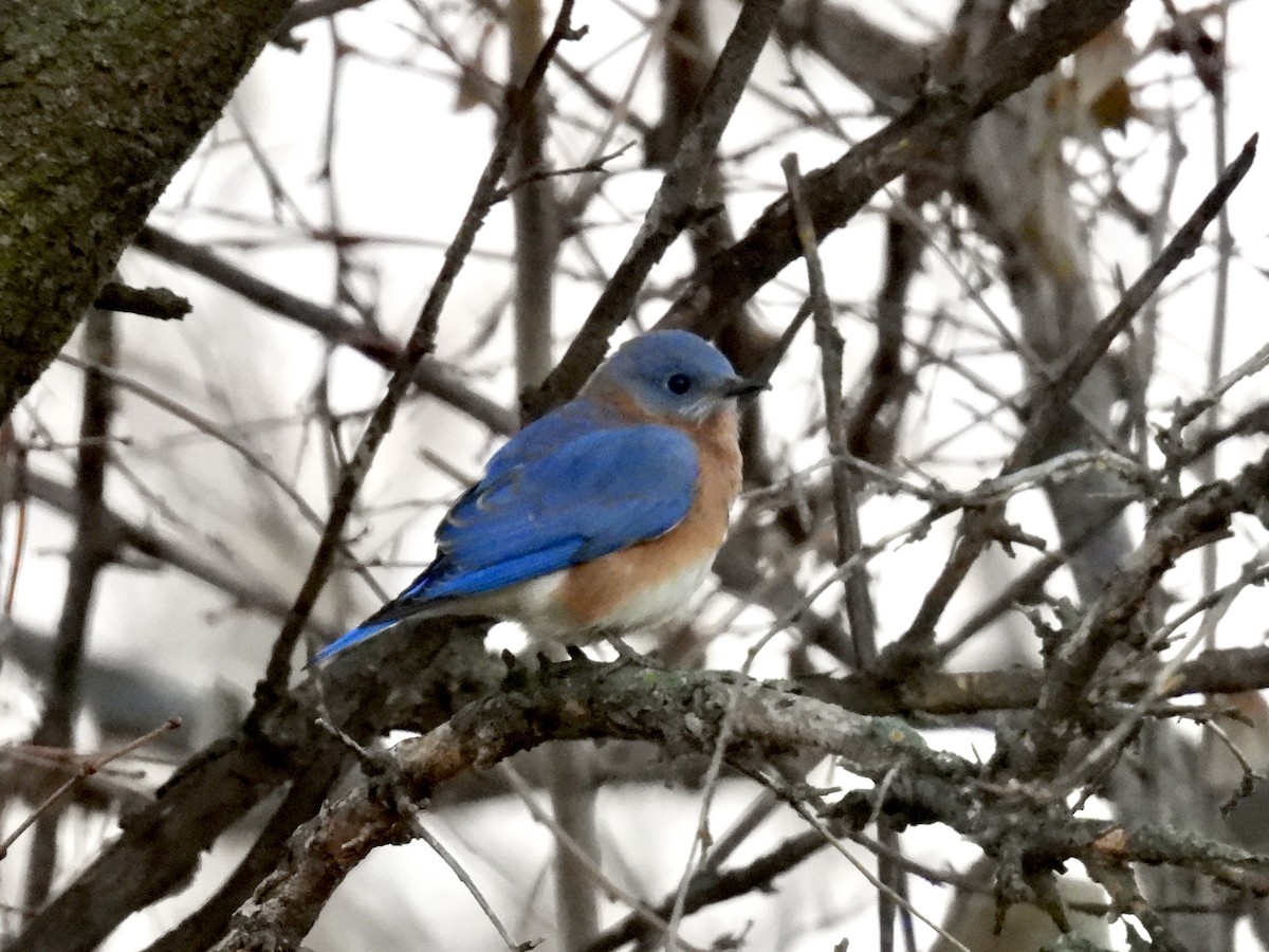 Eastern Bluebird - ML645324786