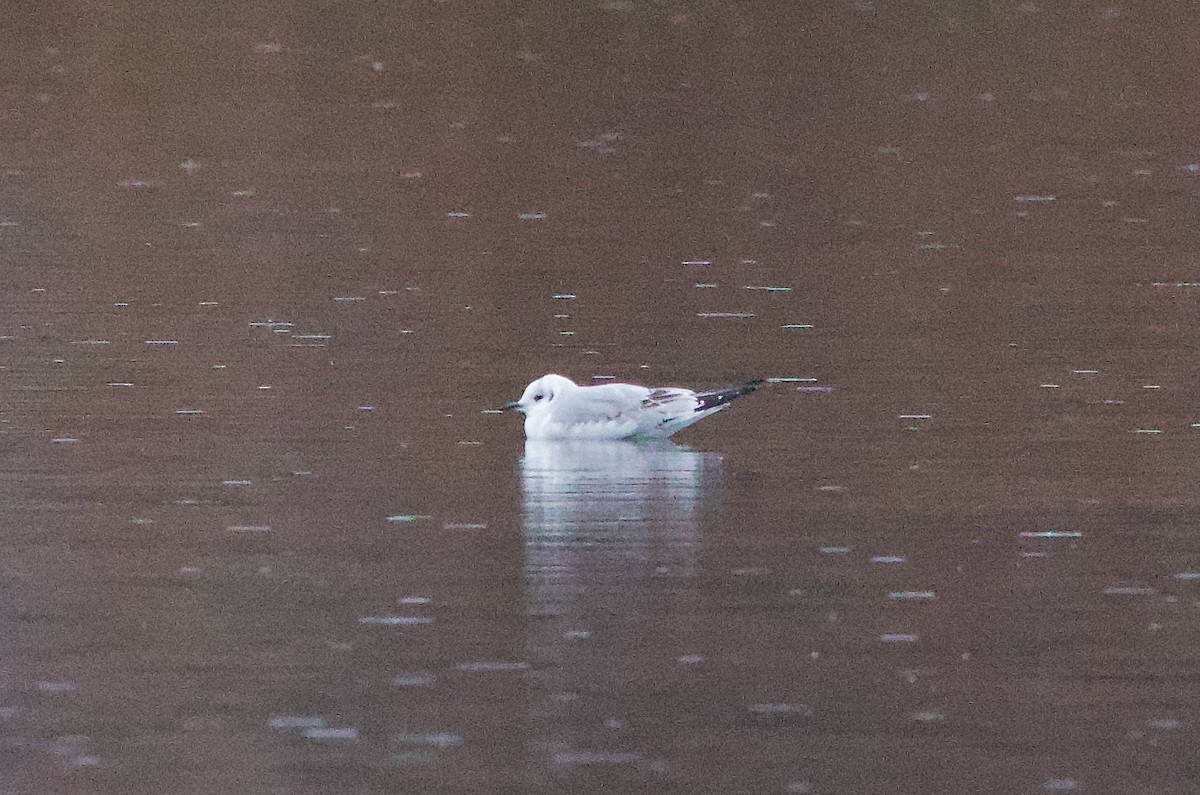 Bonaparte's Gull - ML645324788