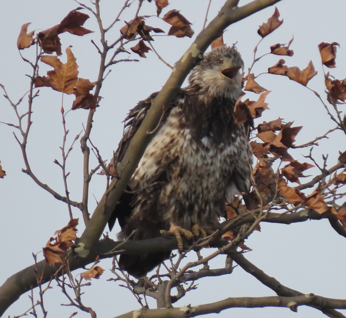 Pygargue à tête blanche - ML645324790