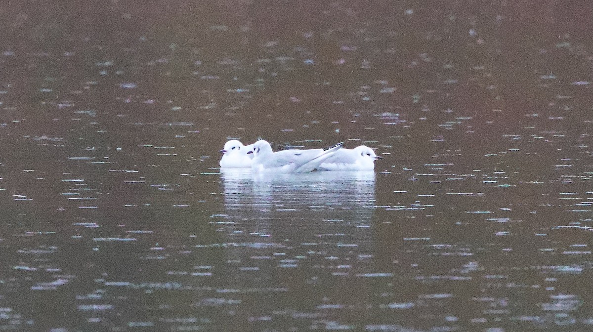 Bonaparte's Gull - ML645324791