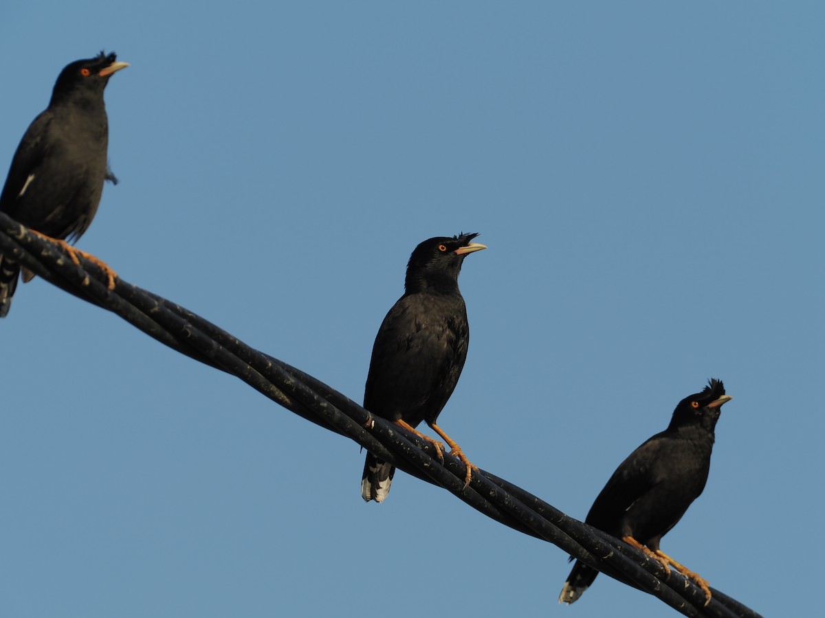 Crested Myna - ML645324793