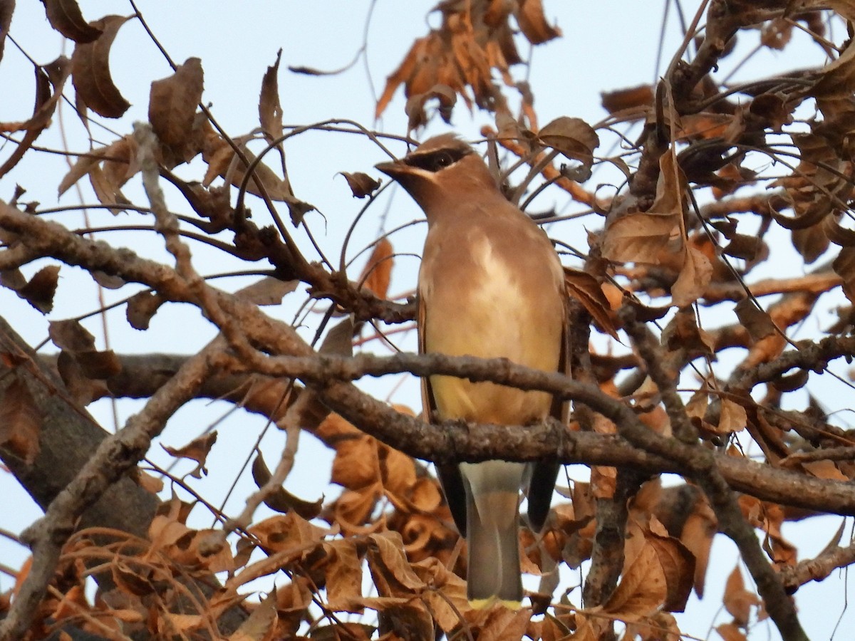 Cedar Waxwing - ML645324794