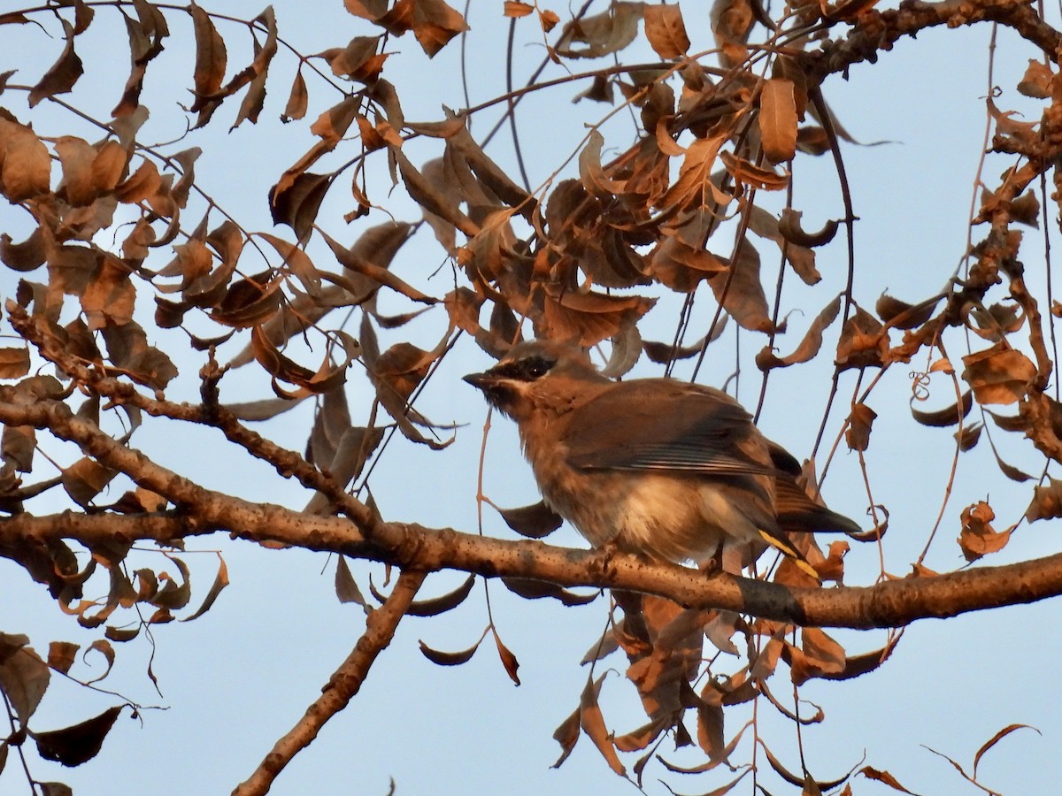 Cedar Waxwing - ML645324795