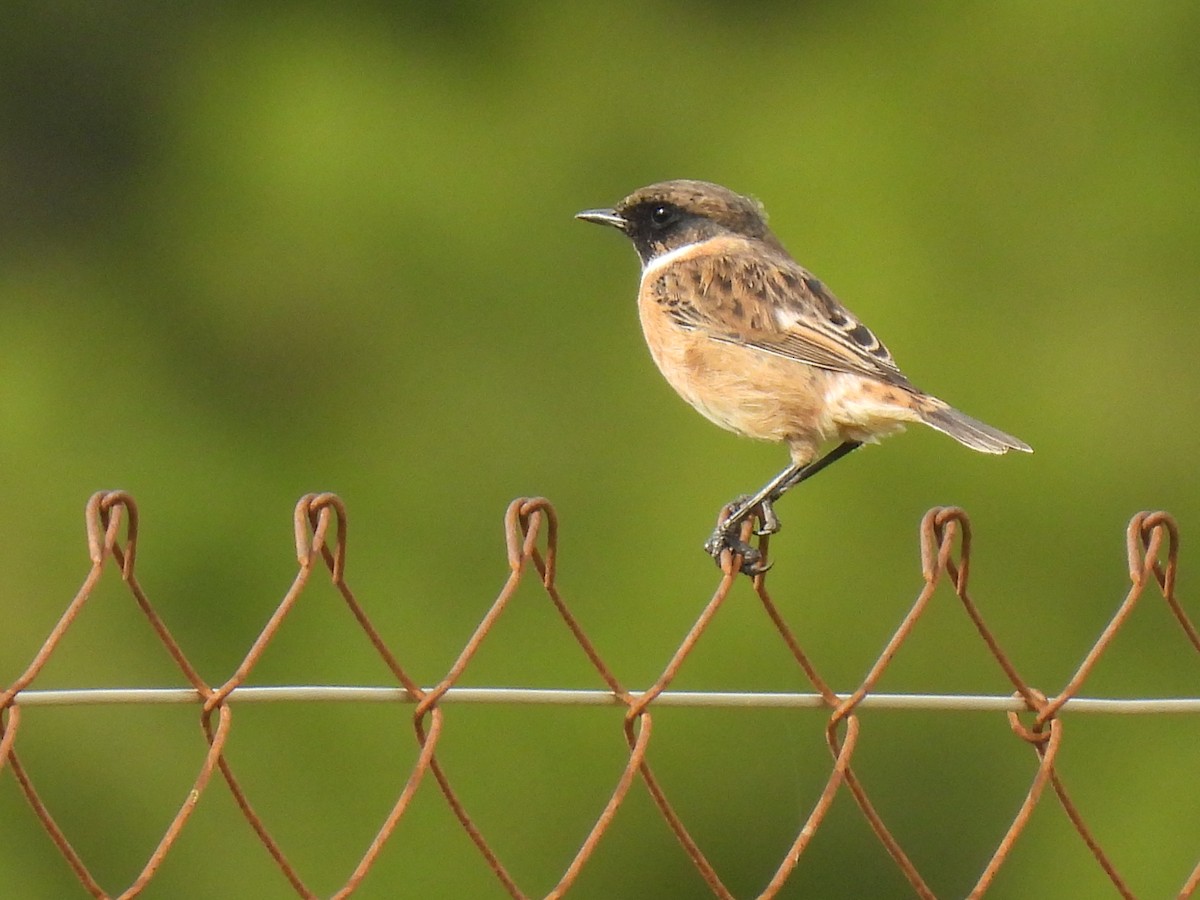 Трав'янка чорноголова - ML645324799