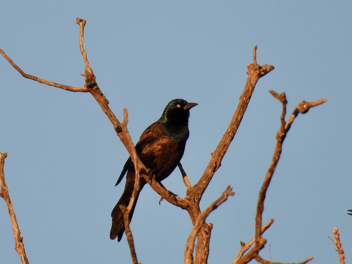 Common Grackle - ML645324800