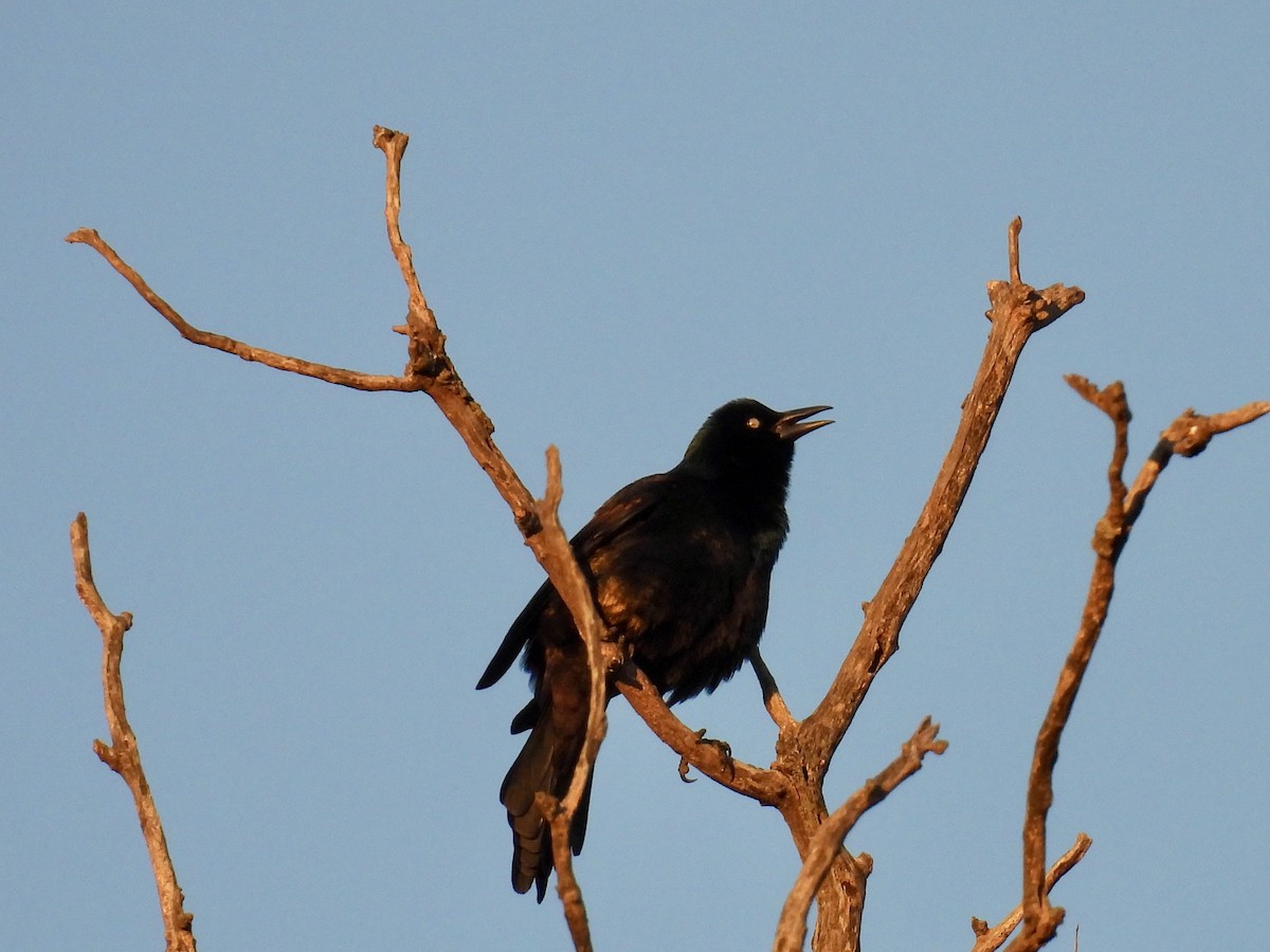 Common Grackle - ML645324801