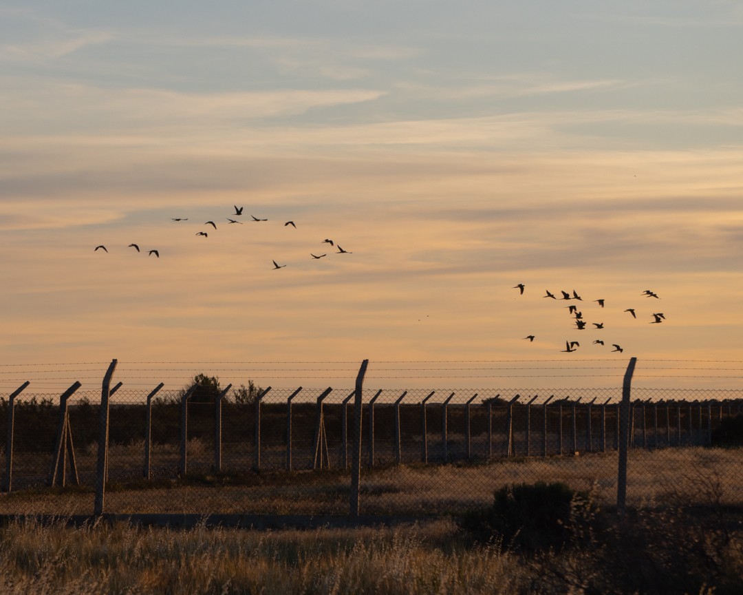Burrowing Parakeet - ML645324802