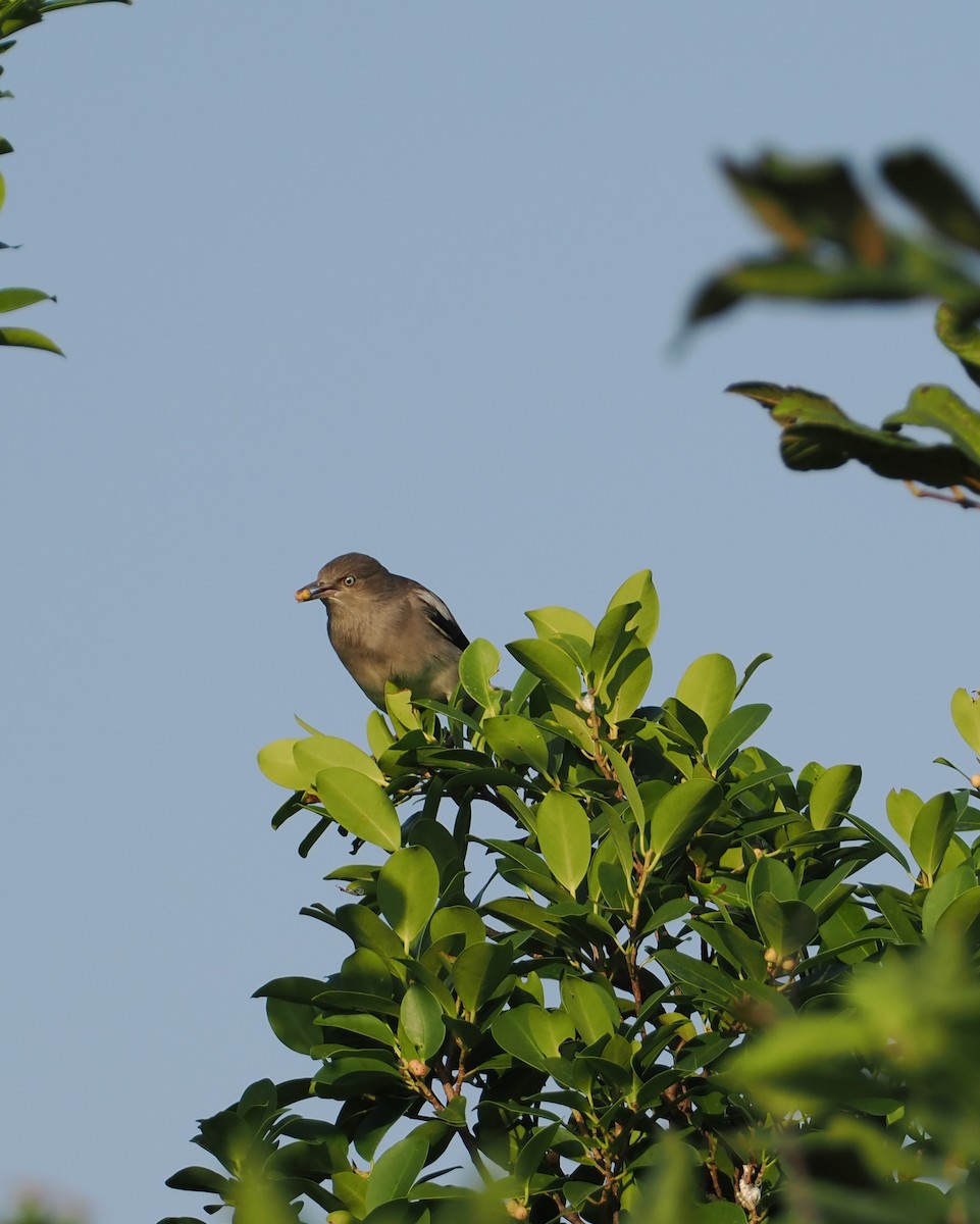 White-shouldered Starling - ML645324806