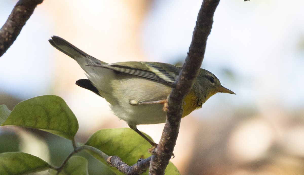 Northern Parula - ML645324813