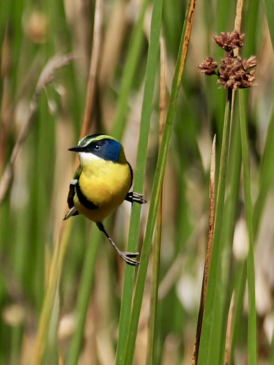 Many-colored Rush Tyrant - ML645324814