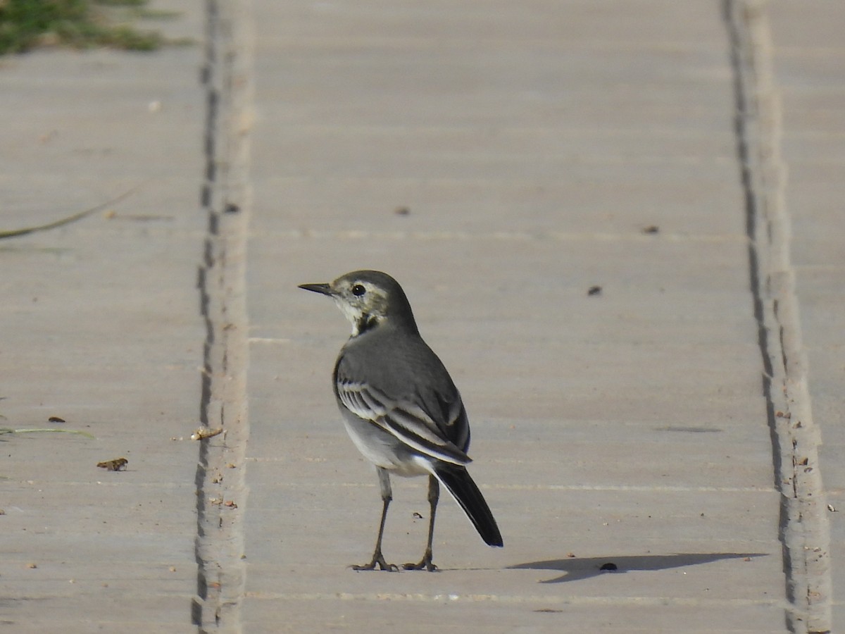 White Wagtail - ML645324816