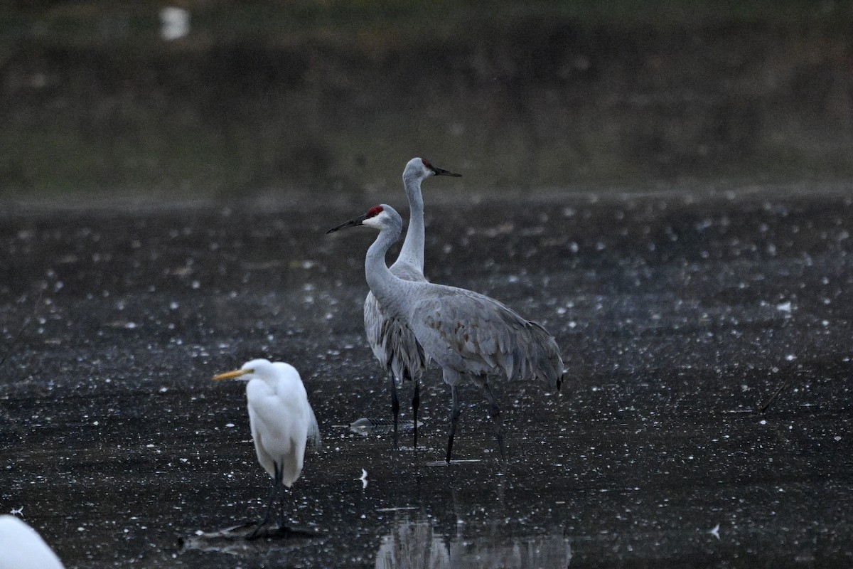 Sandhill Crane - ML645324823