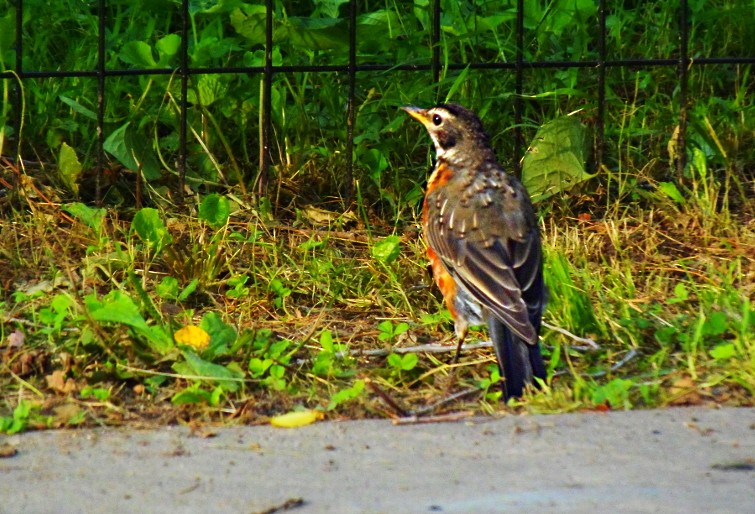 Wanderdrossel - ML645324824