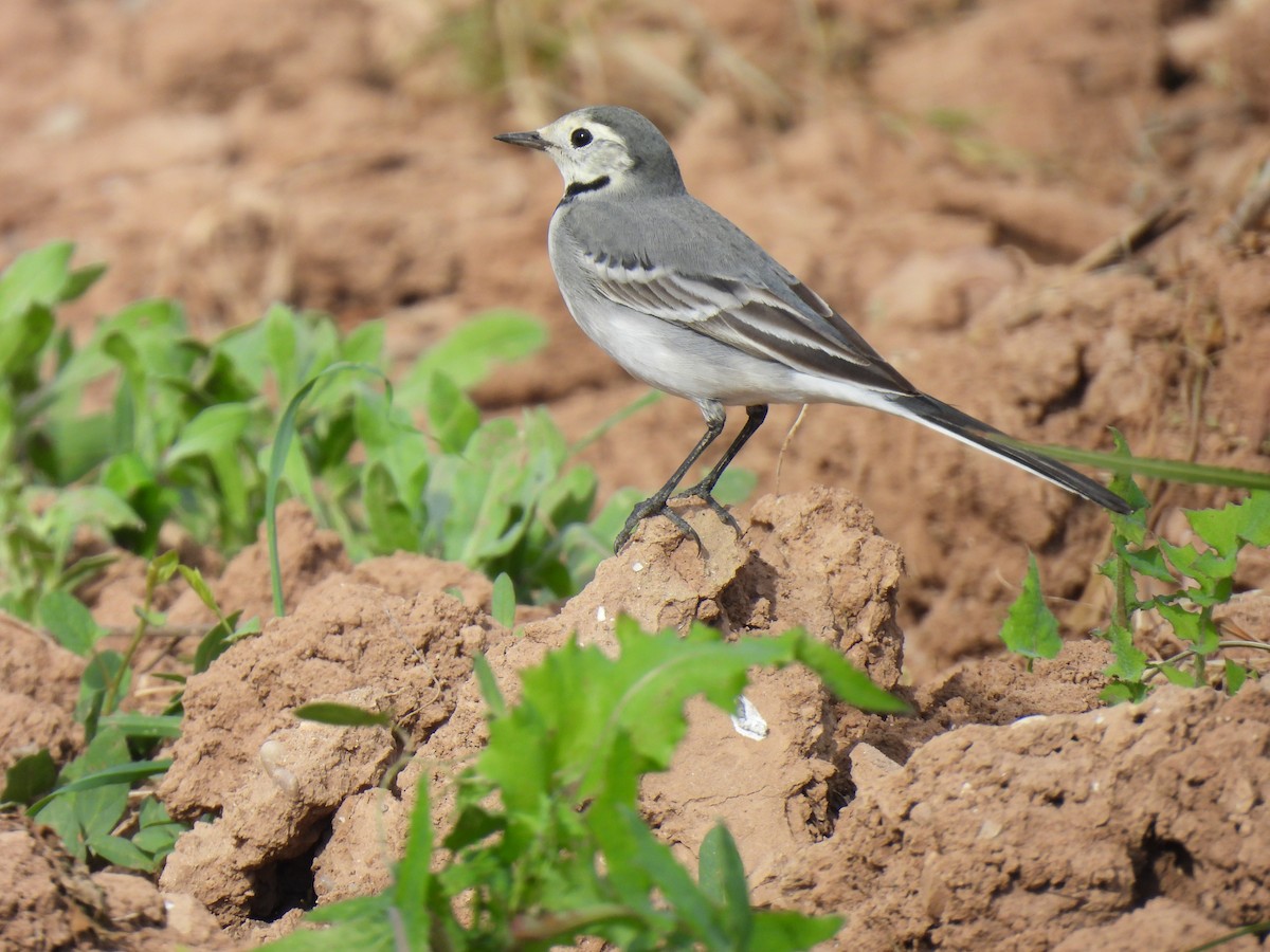 White Wagtail - ML645324825