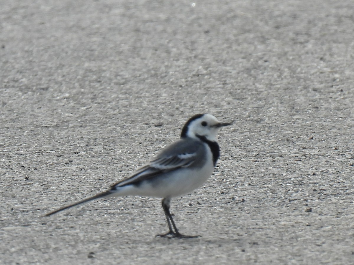 White Wagtail - ML645324829